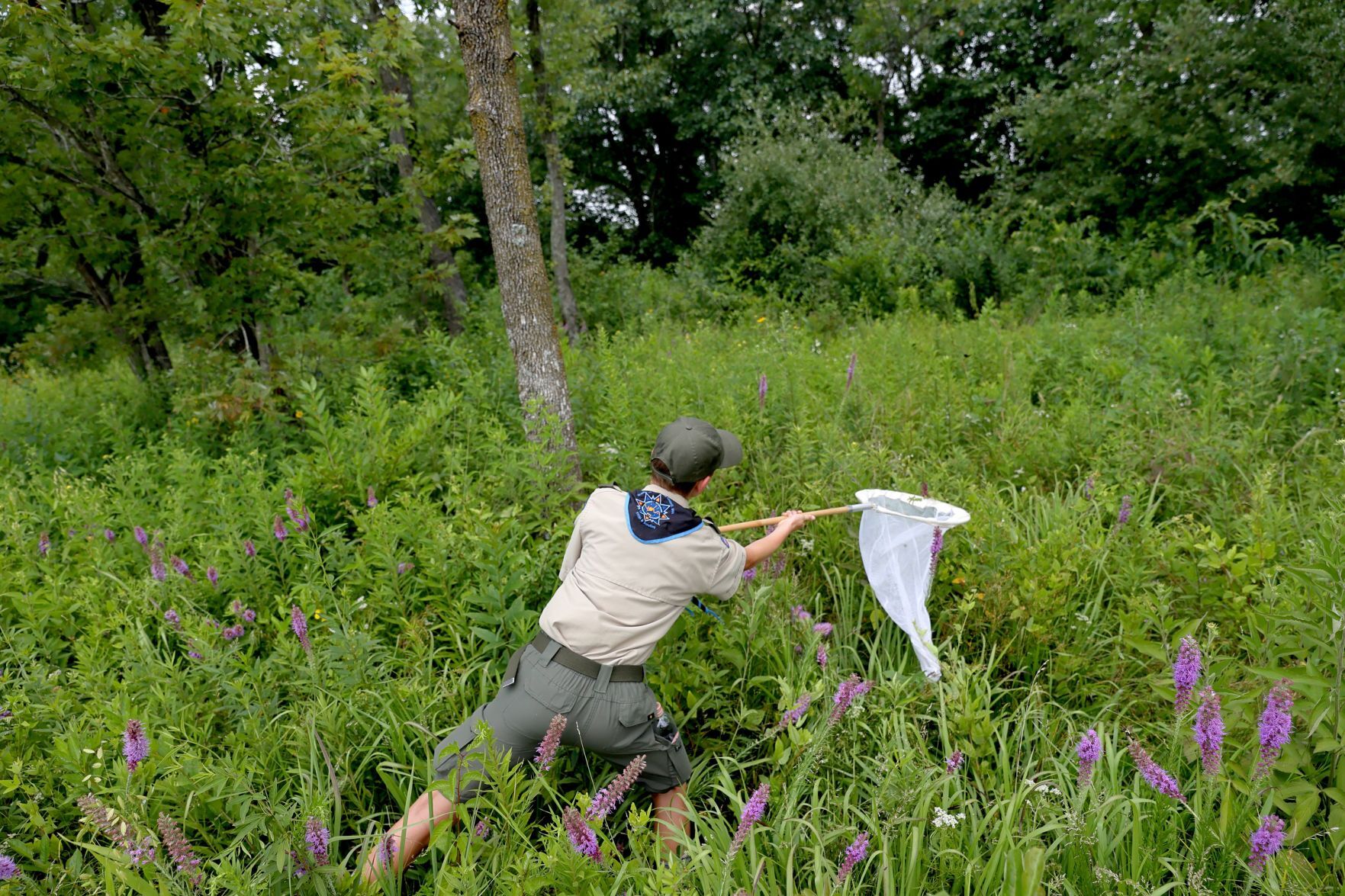 Missouri Bumblebee Atlas, counting the bees
